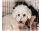 Bichon Frise DOG FOR ADOPTION RGADN-1179686 - Leona - Bichon Frise Dog For