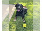 Labrador Retriever Mix DOG FOR ADOPTION RGADN-1263773 - Louise - Labrador