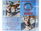 American Staffordshire Terrier Mix DOG FOR ADOPTION RGADN-1338796 - Burke -