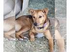 German Shepherd Dog Mix DOG FOR ADOPTION RGADN-1338802 - Nugget - German