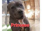American Pit Bull Terrier DOG FOR ADOPTION RGADN-1338805 - Princess - American