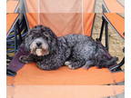 Poodle (Miniature) Mix DOG FOR ADOPTION RGADN-1338809 - Cooper - Poodle