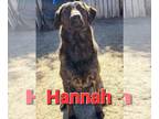 Boxador DOG FOR ADOPTION RGADN-1338814 - Hannah - Labrador Retriever / Boxer /