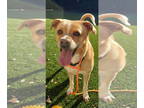 Basenji Mix DOG FOR ADOPTION RGADN-1338815 - Bella - Basenji / Mixed (short