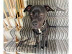 Labrador Retriever Mix DOG FOR ADOPTION RGADN-1338816 - CHICO - Labrador