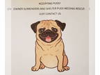 Pug DOG FOR ADOPTION RGADN-1338817 - Accepting pugs into foster care - Pug