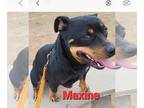 Rottweiler DOG FOR ADOPTION RGADN-1338819 - Maxine - Rottweiler / Australian