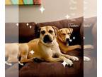 Labrador Retriever Mix DOG FOR ADOPTION RGADN-1338821 - Jake (Lab) - Labrador