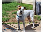 Boxer Mix DOG FOR ADOPTION RGADN-1338830 - Tiny Tim - Boxer / Mixed (short coat)