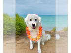 Great Pyrenees DOG FOR ADOPTION RGADN-1338831 - Magnolia - Great Pyrenees (long