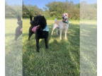 Labrador Retriever DOG FOR ADOPTION RGADN-1338832 - Cami - Labrador Retriever