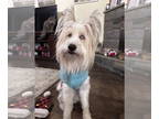 Briard Mix DOG FOR ADOPTION RGADN-1338842 - Keller - Briard / Mixed (long coat)