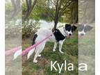 Great Pyrenees Mix DOG FOR ADOPTION RGADN-1338843 - Kyla - Great Pyrenees /