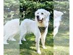 Great Pyrenees DOG FOR ADOPTION RGADN-1338846 - Angel - Great Pyrenees (medium