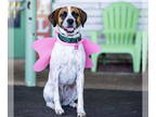 Beagle Mix DOG FOR ADOPTION RGADN-1338859 - Jersey-Girl - Hound / Beagle / Mixed