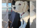 Golden Retriever Mix DOG FOR ADOPTION RGADN-1338860 - Fenway - Golden Retriever