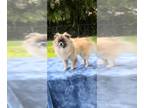 Pominese DOG FOR ADOPTION RGADN-1338867 - Princess Gia - Pekingese / Pomeranian