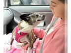 Boston Huahua DOG FOR ADOPTION RGADN-1338878 - ELLIE - Boston Terrier /