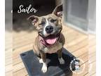 American Staffordshire Terrier DOG FOR ADOPTION RGADN-1338881 - Sailor -