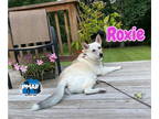 Huskies Mix DOG FOR ADOPTION RGADN-1338883 - Roxie - Husky / Mixed (medium coat)
