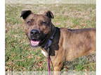 American Pit Bull Terrier Mix DOG FOR ADOPTION RGADN-1338884 - Tuna - Pit Bull