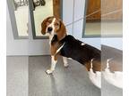 Treeing Walker Coonhound DOG FOR ADOPTION RGADN-1338888 - Dolly - Treeing Walker