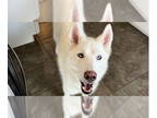 Mix DOG FOR ADOPTION RGADN-1338893 - Teea - Husky Dog For Adoption