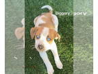 Huskies Mix DOG FOR ADOPTION RGADN-1338896 - Diggory - Husky / Shepherd / Mixed