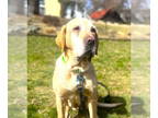 Labrador Retriever Mix DOG FOR ADOPTION RGADN-1338902 - Lexie - Labrador