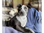 Dutch Shepherd Mix DOG FOR ADOPTION RGADN-1338903 - Flirt - Australian Cattle