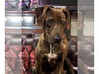Plott Hound Mix DOG FOR ADOPTION RGADN-1338904 - Cricket - Plott Hound / Terrier