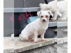 Bichon Frise Mix DOG FOR ADOPTION RGADN-1338918 - Fifi - Bichon Frise / Mixed