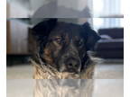 Border-Aussie DOG FOR ADOPTION RGADN-1338920 - Aiden - Australian Shepherd /