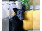 Labrador Retriever Mix DOG FOR ADOPTION RGADN-1338927 - Fen -- Courtesy Post -