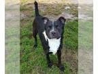 American Pit Bull Terrier Mix DOG FOR ADOPTION RGADN-1338938 - BUBBA - Pit Bull