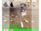 American Staffordshire Terrier DOG FOR ADOPTION RGADN-1338946 - King - American