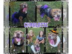 American Pit Bull Terrier Mix DOG FOR ADOPTION RGADN-1338947 - Charlotte - Pit