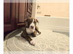 American Pit Bull Terrier DOG FOR ADOPTION RGADN-1338950 - Phoenix - Pit Bull