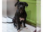 Presa Canario DOG FOR ADOPTION RGADN-1338952 - Chuck - Presa Canario Dog For