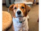 Collie Mix DOG FOR ADOPTION RGADN-1338959 - Sammy - Collie / Mixed (medium coat)