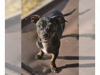 Rat-Cha DOG FOR ADOPTION RGADN-1338962 - Donnie Wahlberg - Rat Terrier /