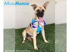 Black Mouth Cur Mix DOG FOR ADOPTION RGADN-1338965 - Mamie - Black Mouth Cur /