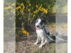 Borador DOG FOR ADOPTION RGADN-1338972 - Yeti - Border Collie / Labrador