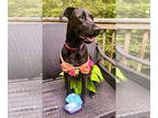 Doberman Pinscher Mix DOG FOR ADOPTION RGADN-1338980 - Jojo - Doberman Pinscher