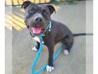 American Staffordshire Terrier DOG FOR ADOPTION RGADN-1338985 - *COSTELLO -