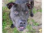 American Pit Bull Terrier DOG FOR ADOPTION RGADN-1338987 - RYE - American Pit
