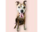 American Pit Bull Terrier Mix DOG FOR ADOPTION RGADN-1338988 - LAYLA - Pit Bull