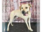 Black and Tan Coonhound Mix DOG FOR ADOPTION RGADN-1338992 - KAI - Black and Tan