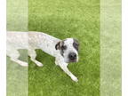 German Shorthaired Pointer Mix DOG FOR ADOPTION RGADN-1338996 - Sasha - German