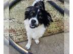 Cavalier King Charles Spaniel DOG FOR ADOPTION RGADN-1338999 - Jordi - Cavalier
